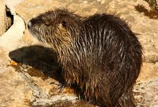 Nutria_2541.jpg